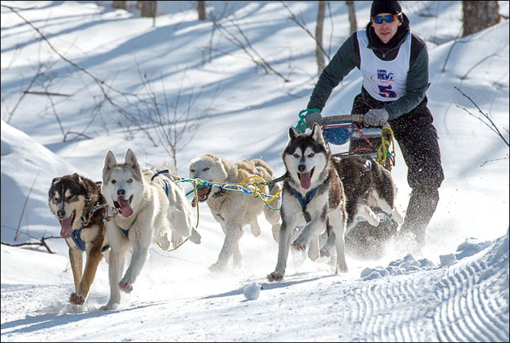 Beringia-sled-race