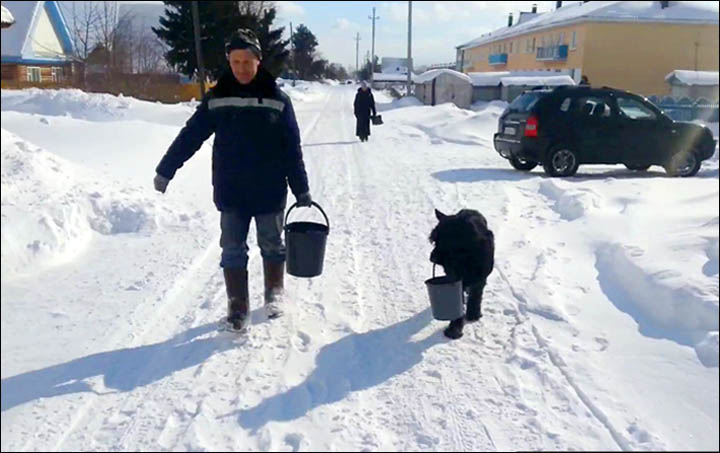 Giant Schnauzer from the Siberian village of Tara that loves carrying water