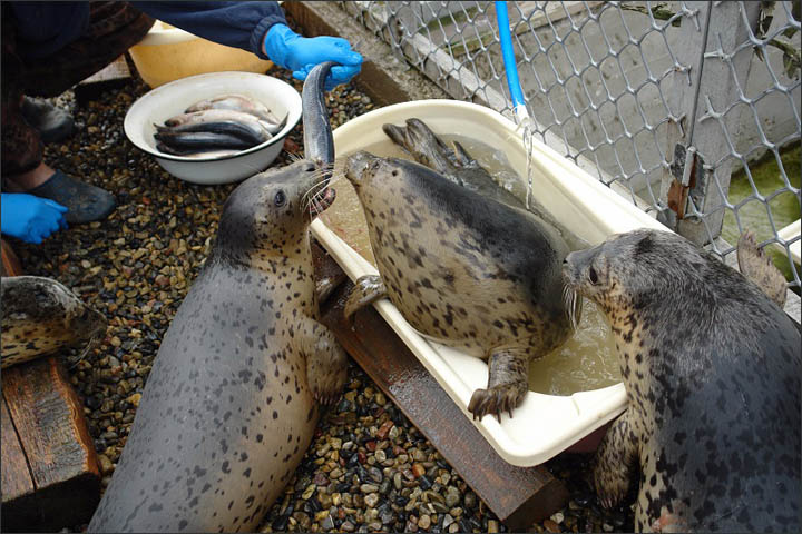 Seals rehab Vladivostok
