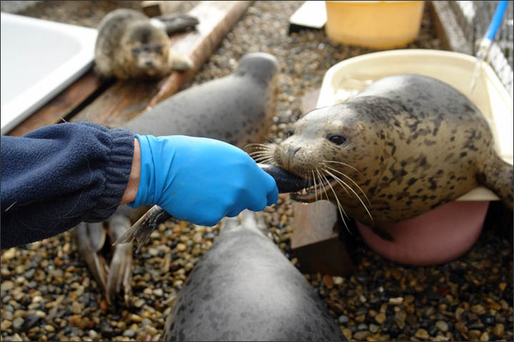 Seals rehab Vladivostok