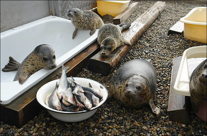 Seals rehab Vladivostok