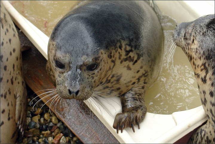 Seals rehab Vladivostok