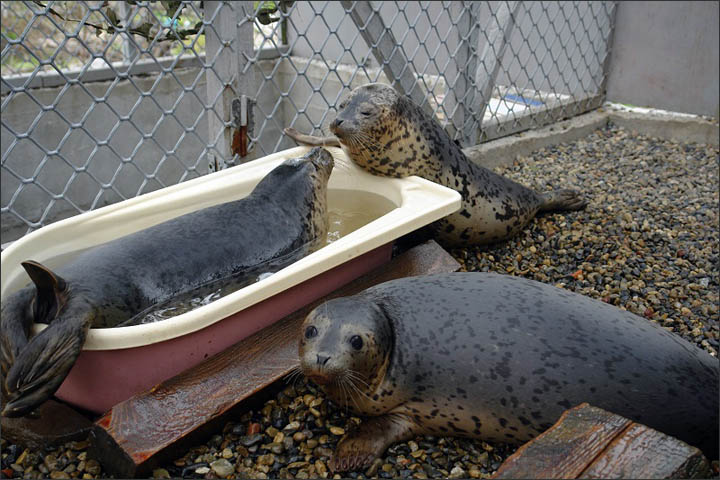 Seals rehab Vladivostok