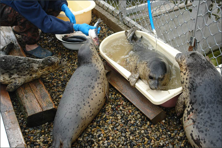 Seals rehab Vladivostok