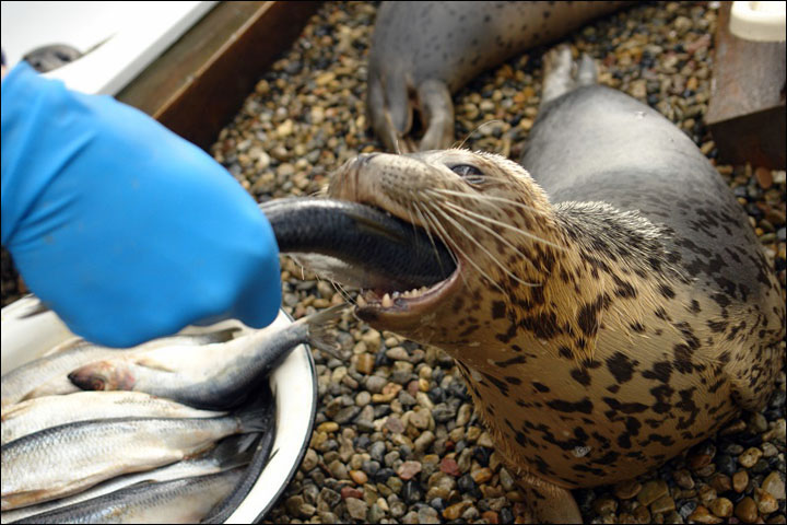 Seals rehab Vladivostok