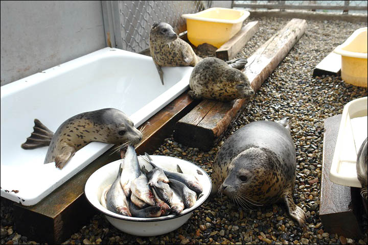 Seals rehab Vladivostok