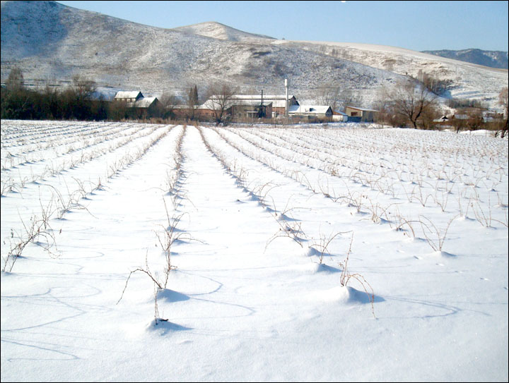 Coming soon: 'Chateau Permafrost', wine from Siberia