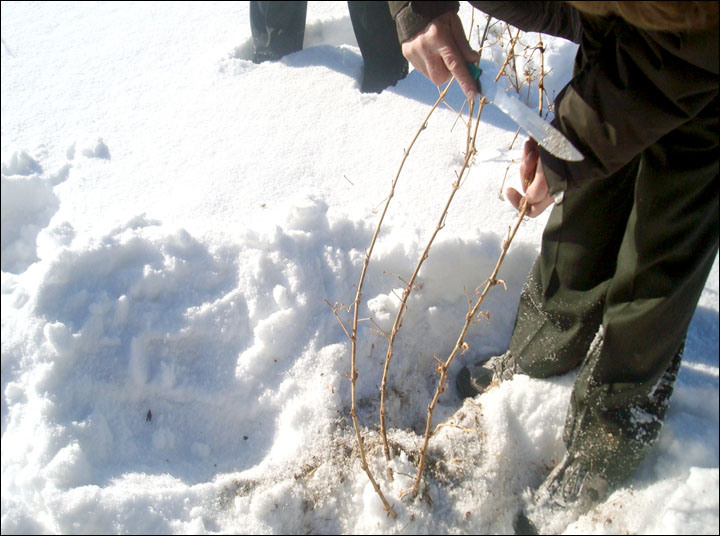 Coming soon: 'Chateau Permafrost', wine from Siberia