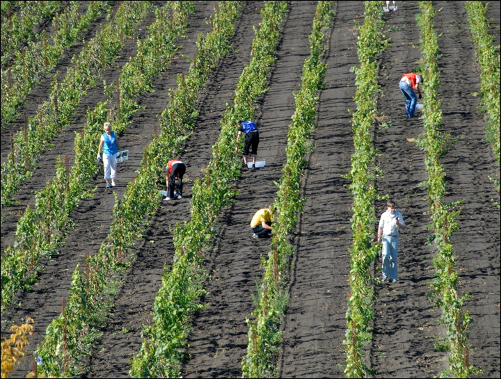 Coming soon: 'Chateau Permafrost', wine from Siberia