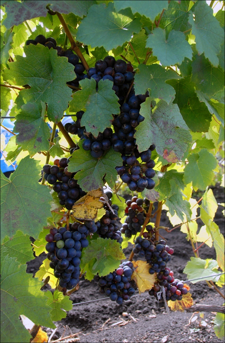 Coming soon: 'Chateau Permafrost', wine from Siberia
