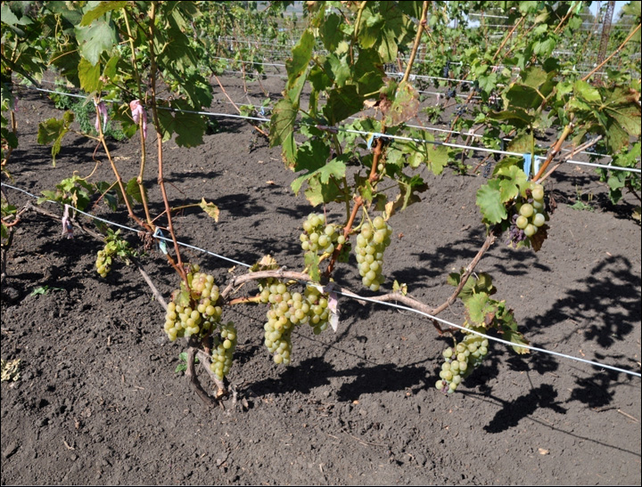 Coming soon: 'Chateau Permafrost', wine from Siberia