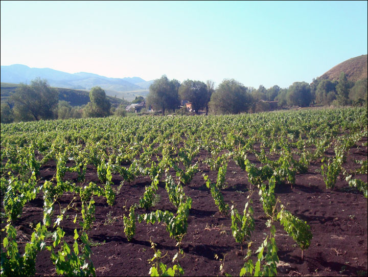 Coming soon: 'Chateau Permafrost', wine from Siberia