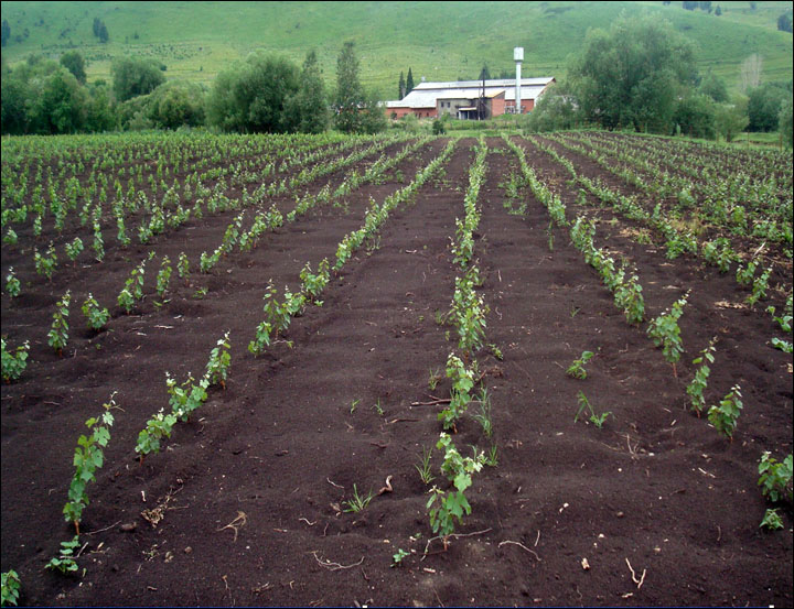 Coming soon: 'Chateau Permafrost', wine from Siberia