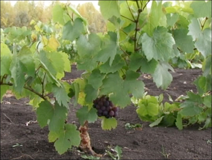 Coming soon: 'Chateau Permafrost', wine from Siberia