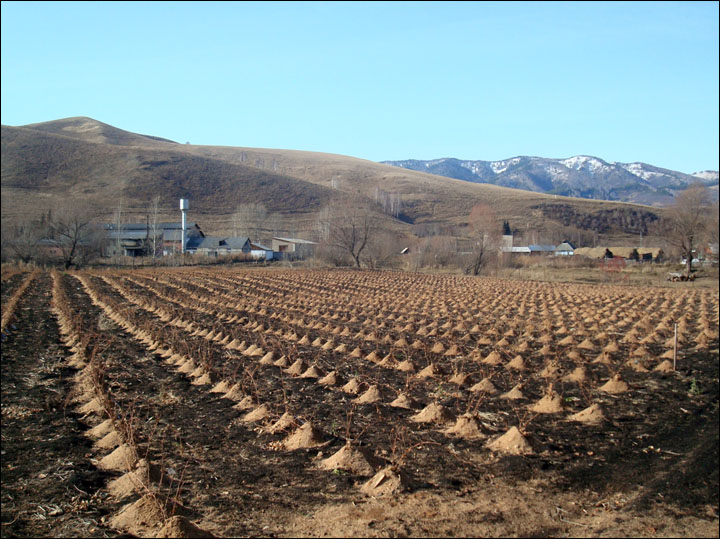 Coming soon: 'Chateau Permafrost', wine from Siberia