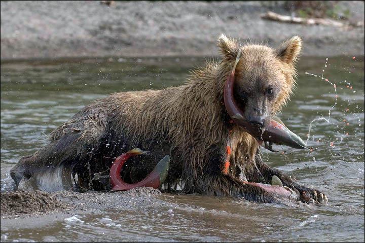 Bear on Kamchatka