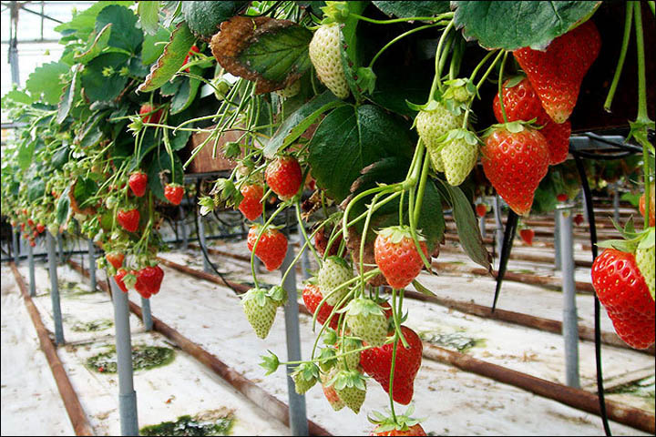 Strawberry in Irkutsk region