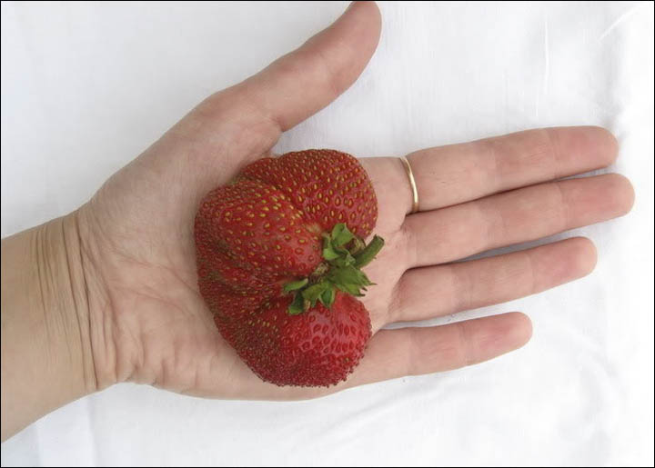 Siberian strawberry