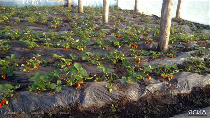 Strawberry in Yakutia