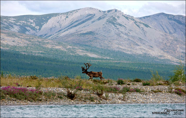 Siberia