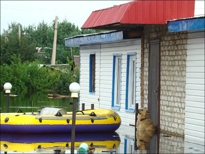 Druzhok the loyal dog flooding 2013