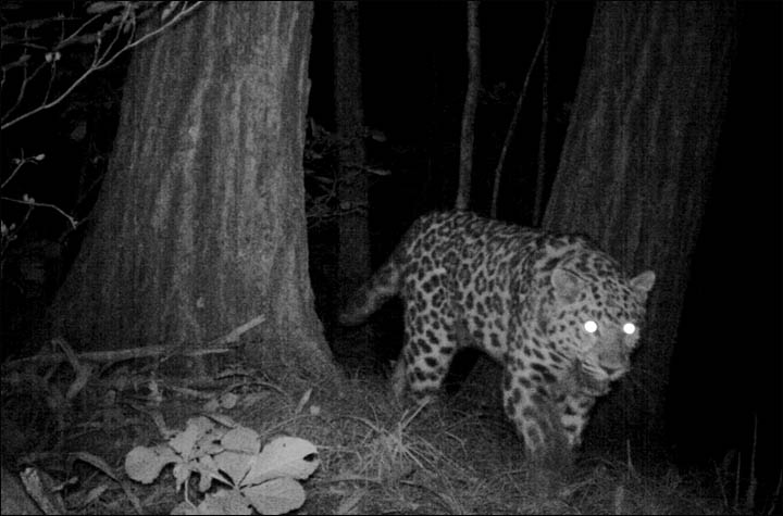 Amur Leopard the Far East of Russia