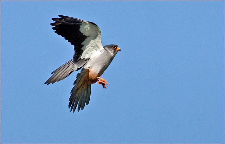 Amur falcon