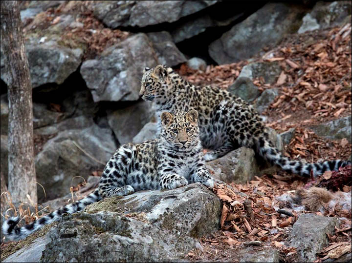 Amur leopard