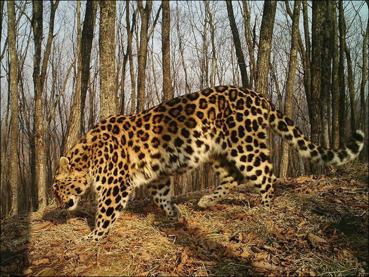 Amur leopard