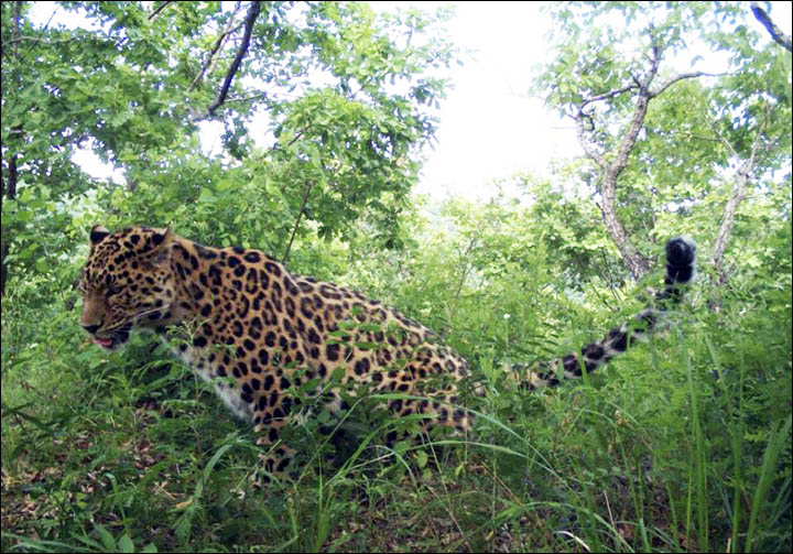 Amur leopard