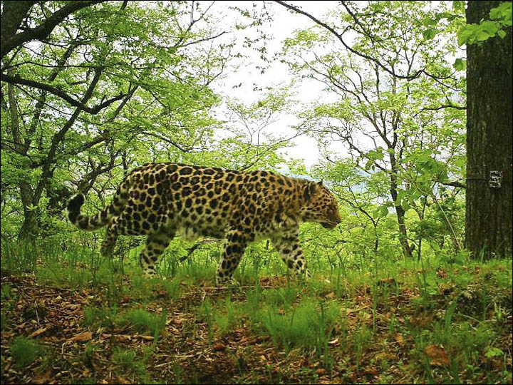 Amur leopard