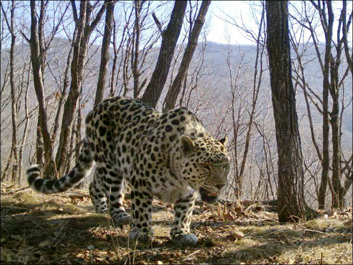 Amur leopard