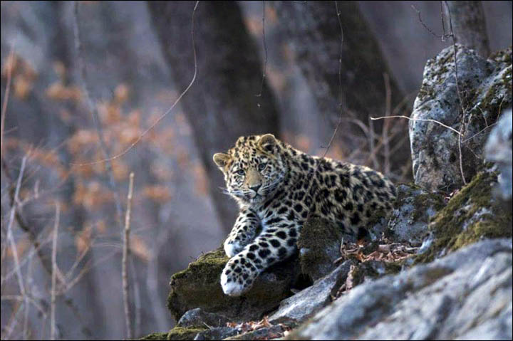 Amur leopard