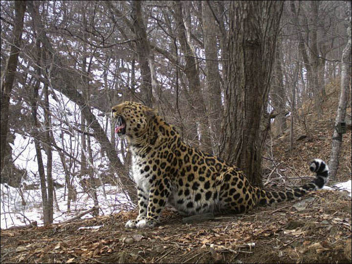 Amur leopard