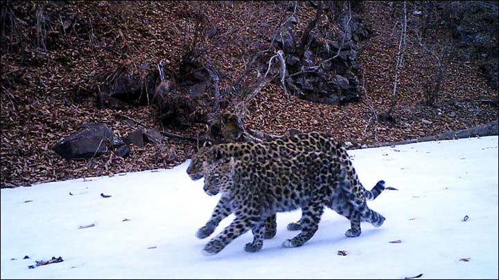 Amur leopard