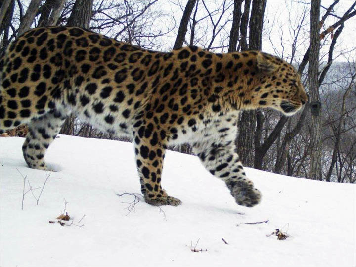 Amur leopard