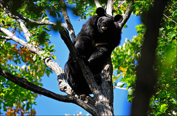 black bears need help 