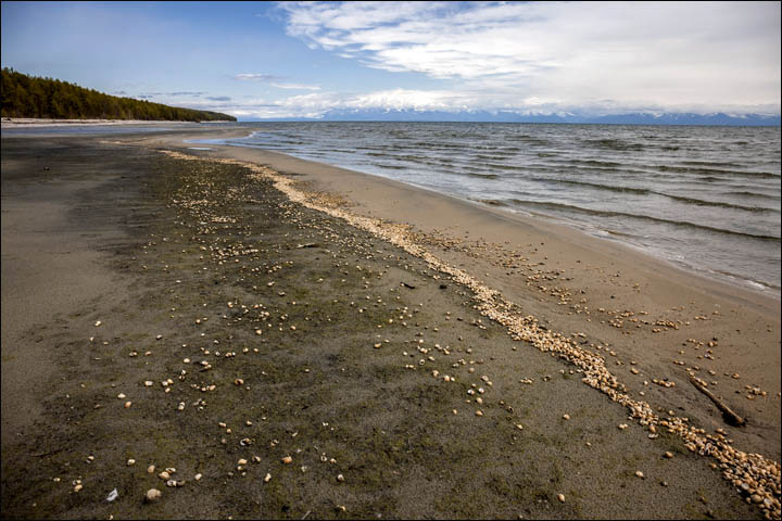 Baikal algae