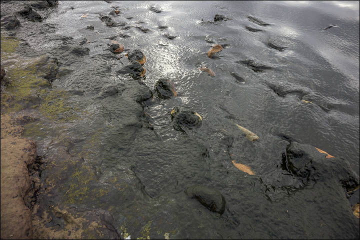 Baikal algae