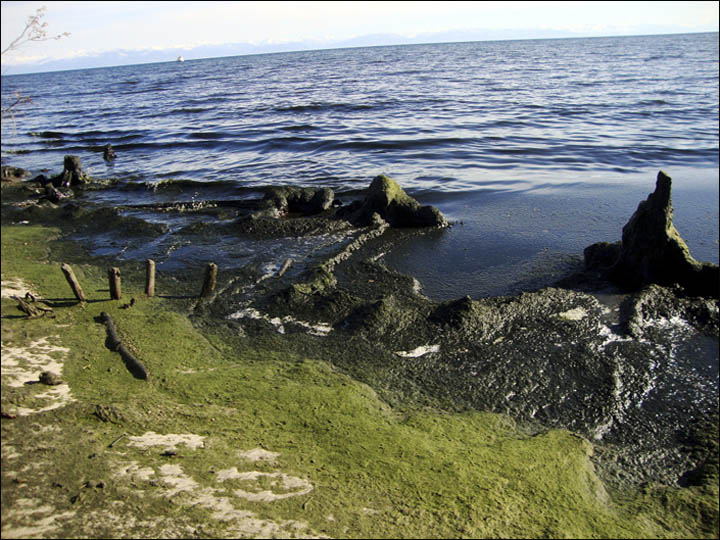 Baikal algae