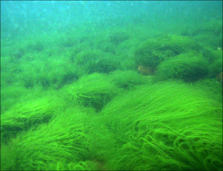 Algae in Baikal