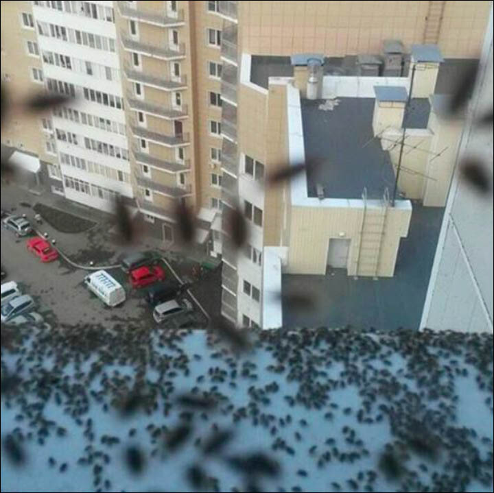 Bugs invasion in Siberia