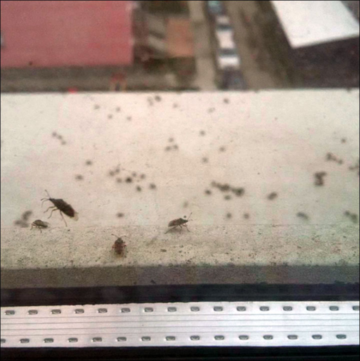 Bugs invasion in Siberia