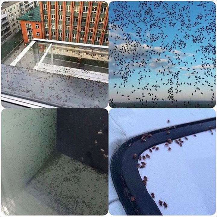 Bugs invasion in Siberia