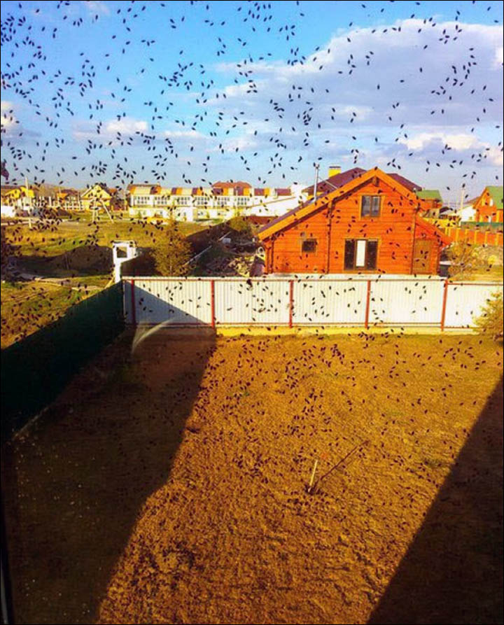 Bugs invasion in Siberia