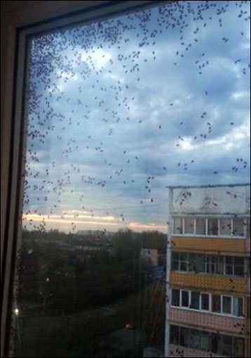 Bugs invasion in Siberia