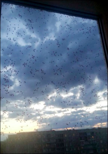 Bugs invasion in Siberia