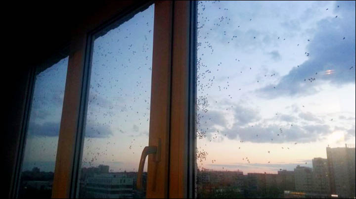 Bugs invasion in Siberia