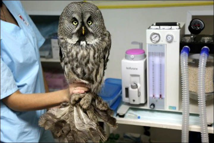 Giant Great Grey Owl hitches a lift on epic 5,700 miles journey to Moscow after injuring itself hunting