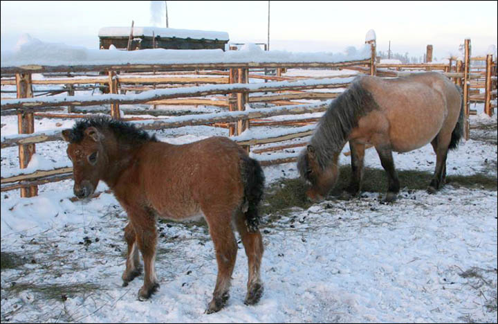 Amazing pictures of Dekabrina, born in minus 62C in the coldest village in the world.  